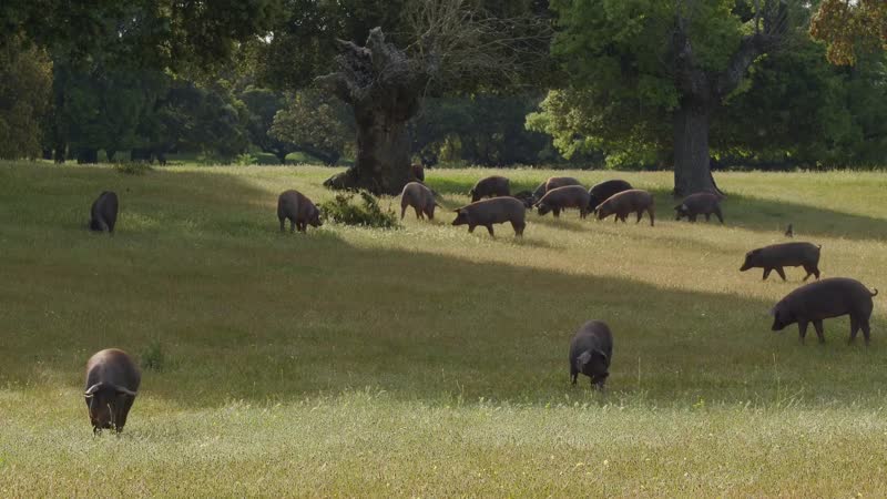 La dehesa un tesoro verde en la frontera hispano-lusa
