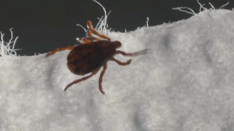 El calor y los movimientos globales de población incremntan el riesto de brotes contagiosos