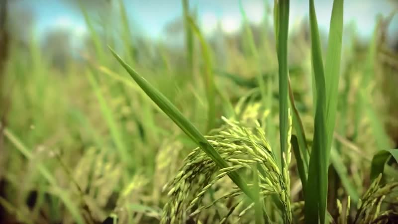 Simposio sobre los desafíos de la agricultura en los nuevos tiempos