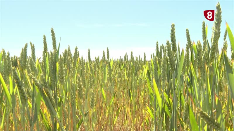 El calor, clave en el futuro del sector primario