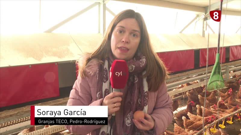 Menor puesta de huevos por el confinamiento de las gallinas