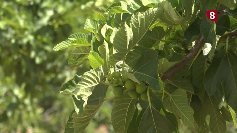 Producto referente en el valle del Tiétar