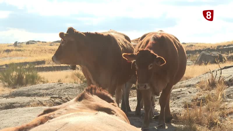 ASAJA Ávila pide coordinación para controlar la dermatosis