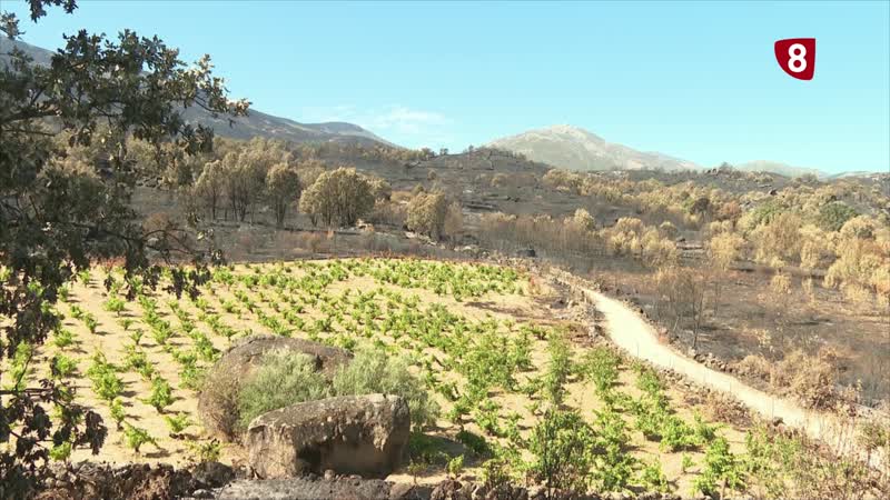 El 40 por ciento de los viñedos de la D.O.P Cebreros se han visto afectados por el fuego