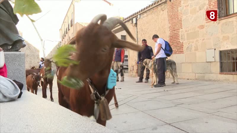 Cabras guisandesas de camino a Madrid