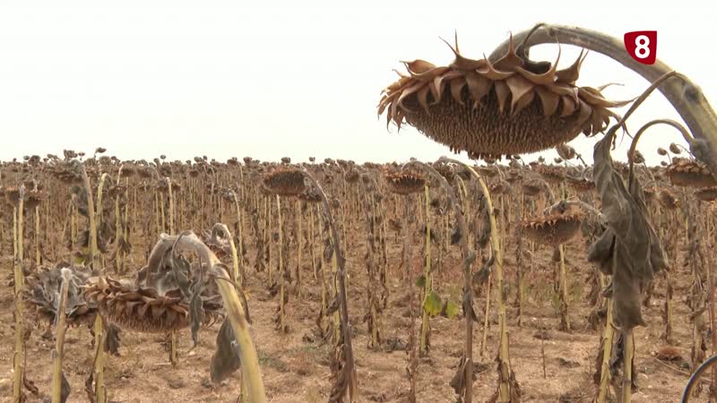 EL girasol se abre paso frente al girasol