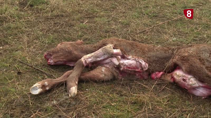 Un nuevo ataque de lobos en una parcela cercana a la capital se cobra la vida de un ternero