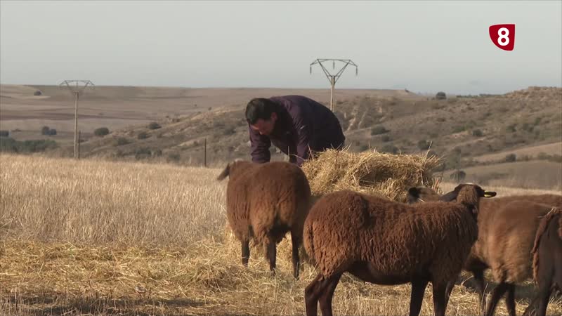 Escasez de mano de obra en el campo