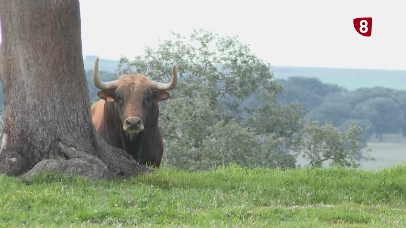 Burladero. Ganadería de El Pilar (Programa 2) 19-12-2025.mp4