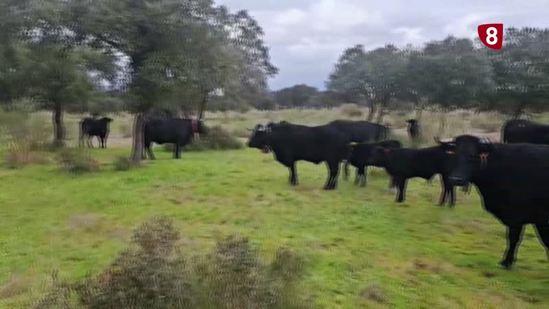 La trashumancia sigue vive en los ganaderos de la Sierra de Gredos