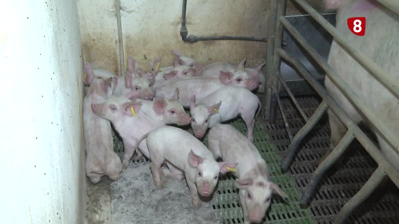 Actualidad del sector porcino en la provincia 