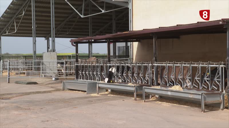 El sector vacuno vive una una situación complicada por los precios de la leche  