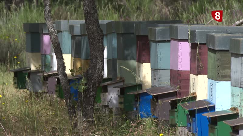 Los apicultores advierte de la falta de alimento natural de las abejas debido a la climatología