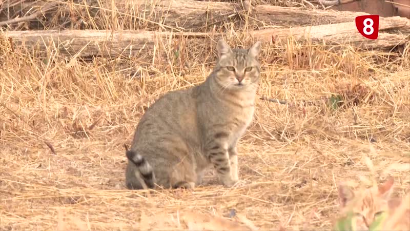 Por los derechos de los gatos