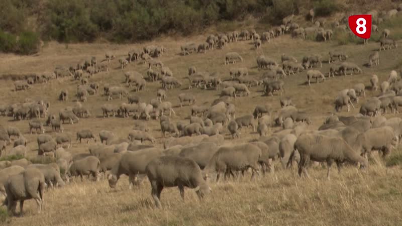 La ganadería extensiva afronta los retos de un momento crucial