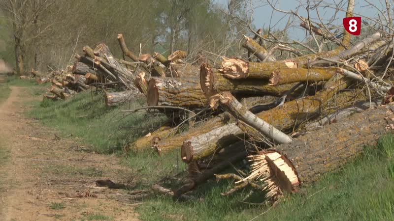 Indignación total del mundo rural con la tala de la CHD en el Canal de Castilla: ‘Nunca vimos una agresión ambiental así
