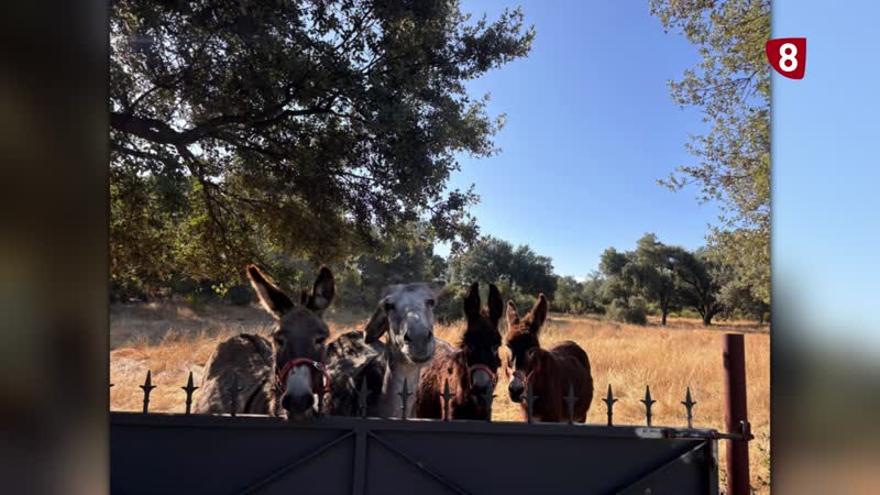 En busca de ayuda para las protectoras de animales afectadas por los incendios