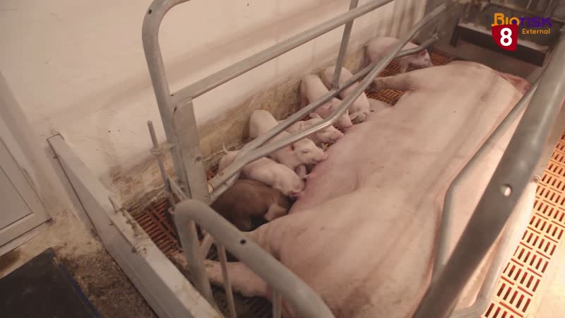 Los expertos apuestan por agudizar la vigilancia del exterior de las granjas