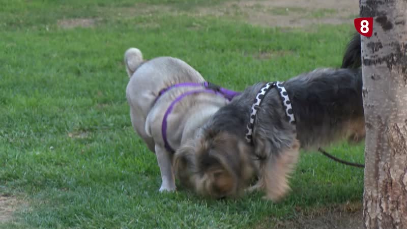 Los propietarios tendrán que limpiar la orina de sus perros