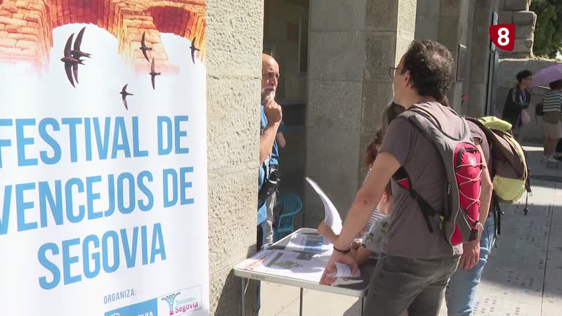 Los vencejos, protagonistas del fin de semana en Segovia