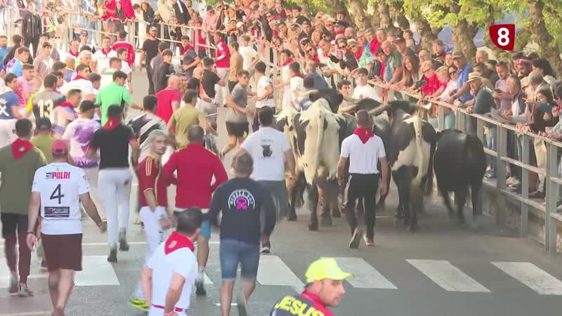 Tercer encierro de Cuéllar: peligro, tensión y lentitud