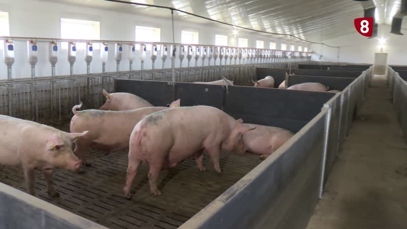 Los productores de porcino defienden la seguridad de las plantas de biogás