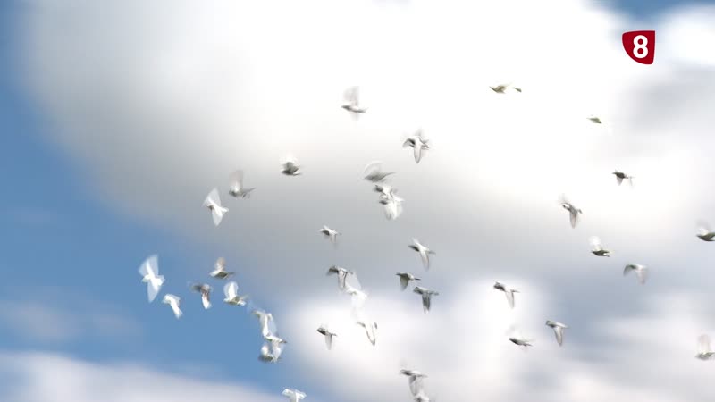 El arte de entrenar a palomas mensajeras
