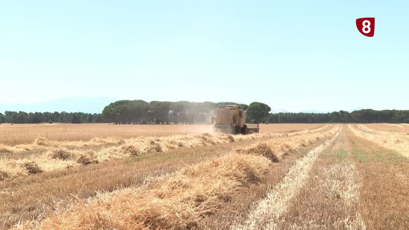 La cosecha de cereal tendrá un 40% menos 