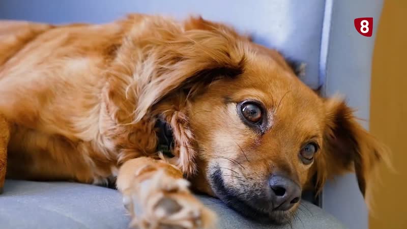 Mascotas, a pesar de las alergias