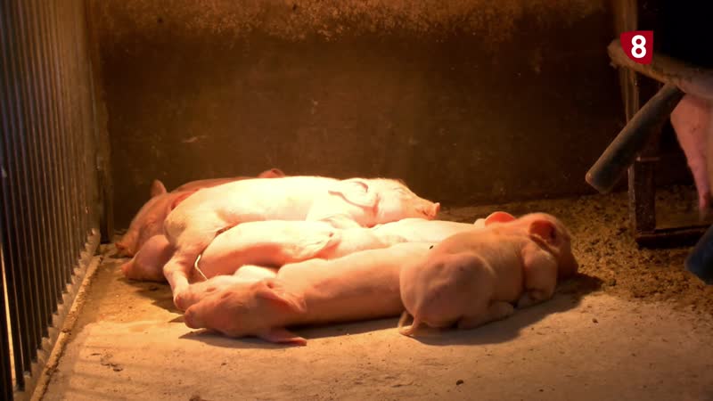 El cochinillo crece, pero los precios bajan