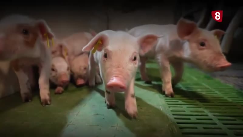 Campañas publicitarias que derriban los falsos mitos del porcino