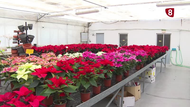 Las plantas naturales, un recurso para decorar nuestras casas en Navidad