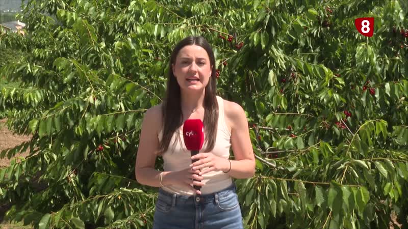 Mala campaña de cereza