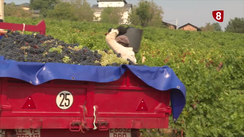 La vendimia avanza en el Bierzo