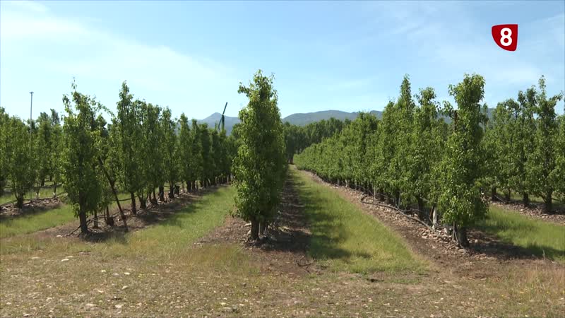 Menos cosecha de pera en El Bierzo