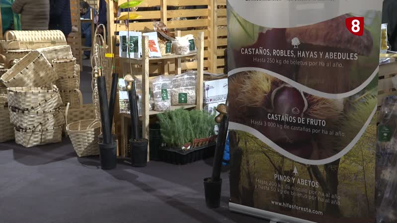 Crece el interés por la castaña