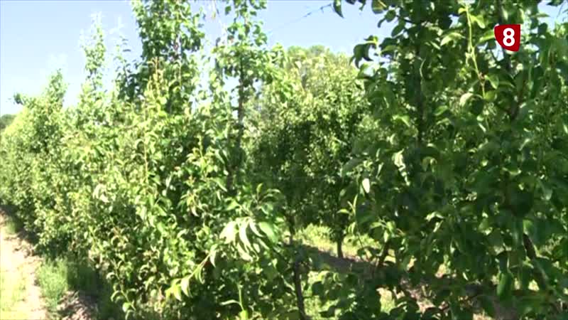 Vigilancia de los frutales por el fuego bacteriano