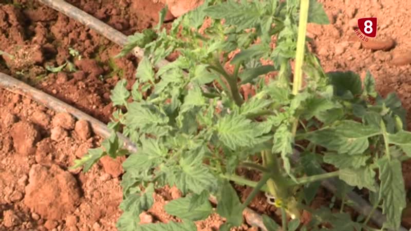 Amenzada para el campo del Bierzo