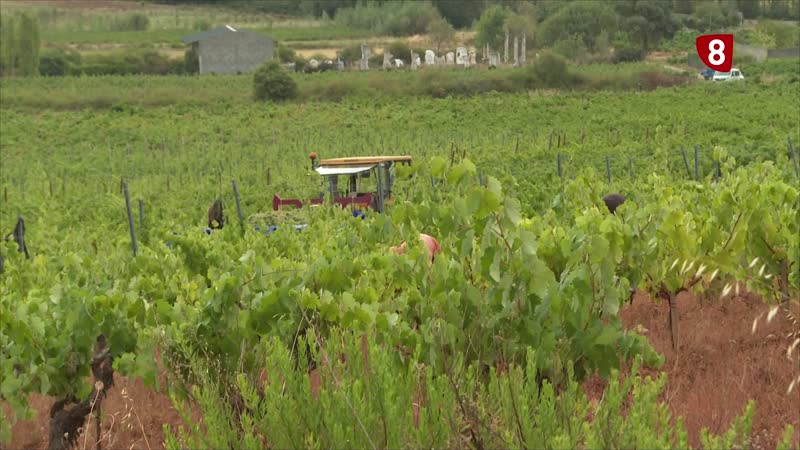 El vino blanco crece