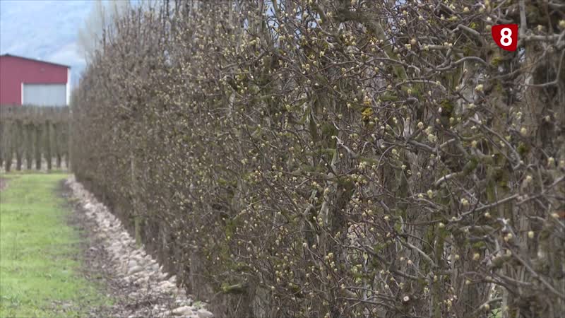 Preocupación en el campo del Bierzo