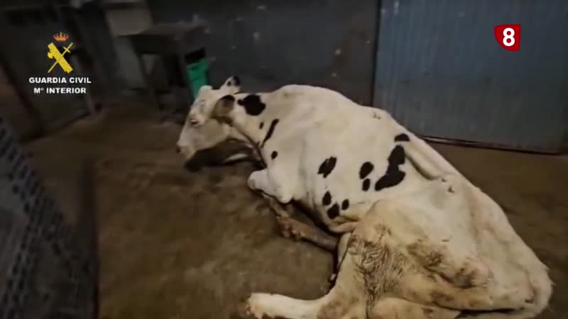 Ocho detenidos por maltrato en el transporte vacuno al matadero