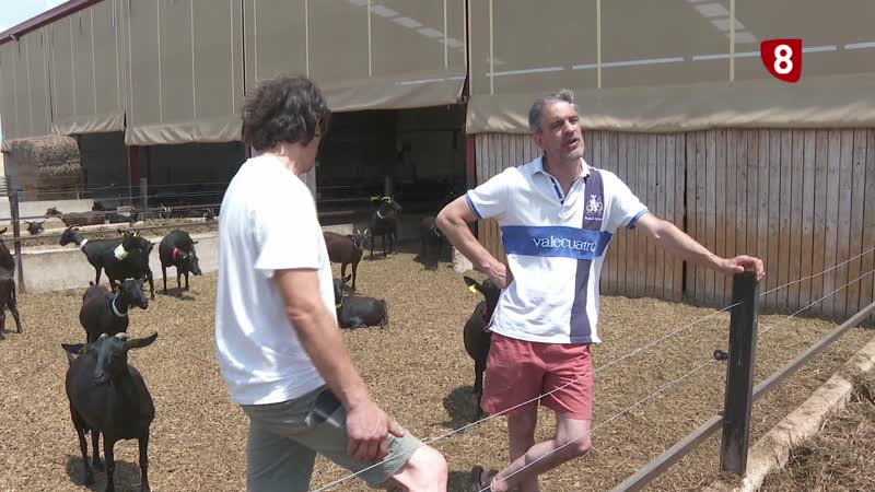 Cabras con 'acento murciano' que dan la mejor leche de la comunidad