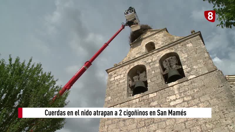 Bomberos al rescate de dos cigoñinos