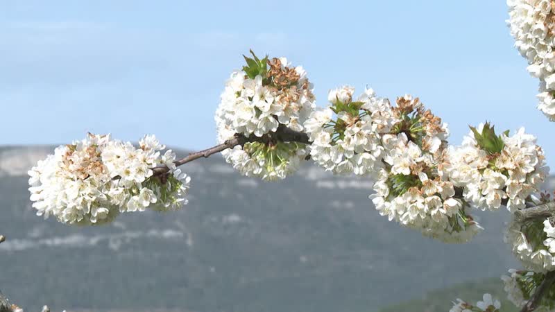 El valle de Las Caderechas, en su punto