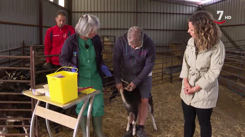 El Correvuela T3/E8: Las cabras del Guadarrama y los toros de lidia, emblemas de la península ibérica