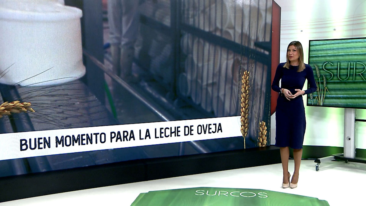 T15/E26: Análisis del sector del ovino de leche en Castilla y León