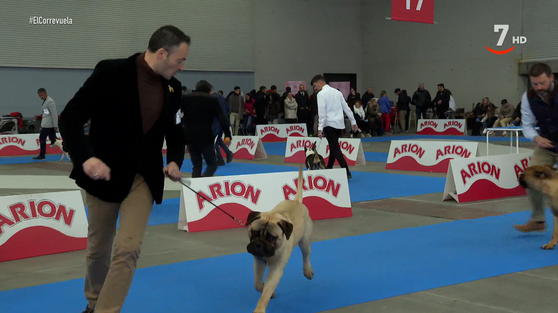 T3/E28: Feria de mascotas y exposición internacional canina (Valladolid)/ Yeguada Sánchez del Mazo (Piedrahíta. Ávila)/ Horas a Caballo (Riocabado. Ávila)