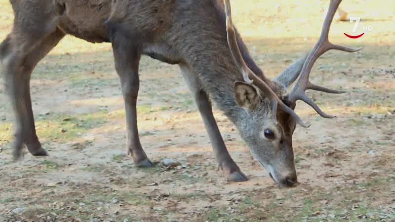El Correvuela T3/E20: Animales en semilibertad. Reserva de lobo ibérico, bisontes, caballo losino y ciervos