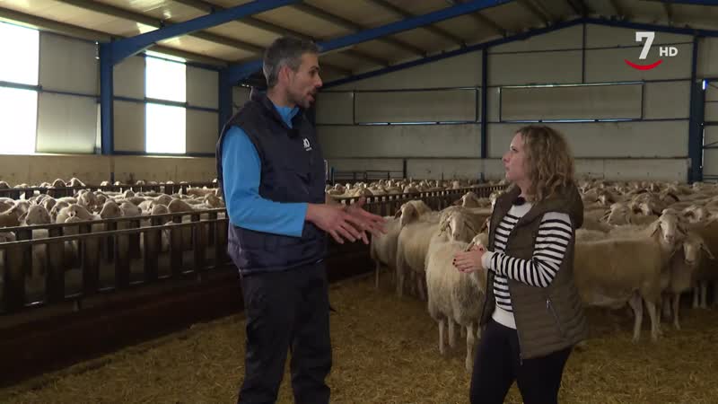 El Correvuela T3/E13: Concurso nacional de saltos y granja de ovejas de producción de leche