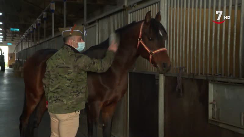 El Correvuela T3/E7: Distintas razas de caballos para distintos gustos y demandas del mercado